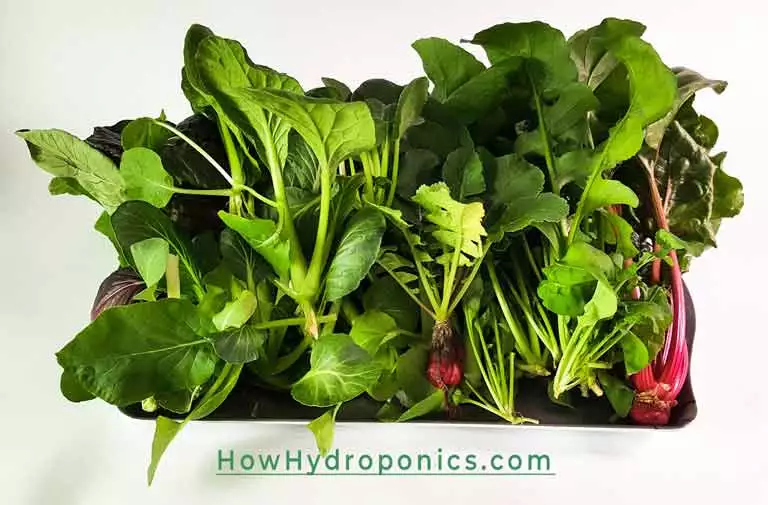 Benefits-of-Hydroponics-featured-image