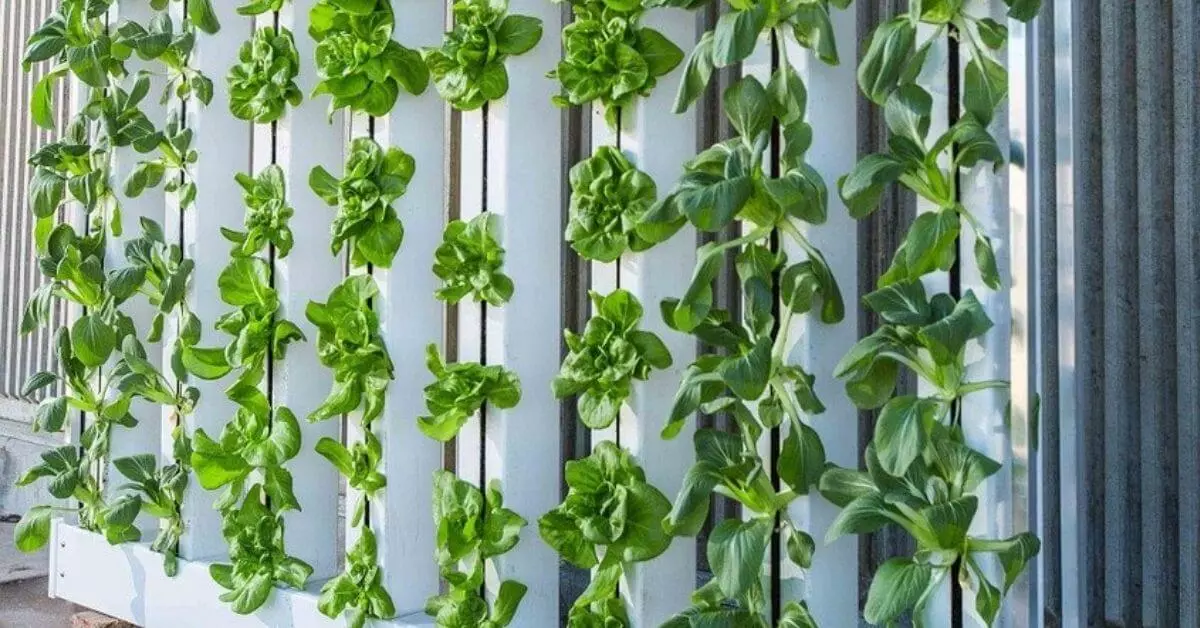 Top 10 Common Hydroponic Terms You Should Know - How Hydroponics