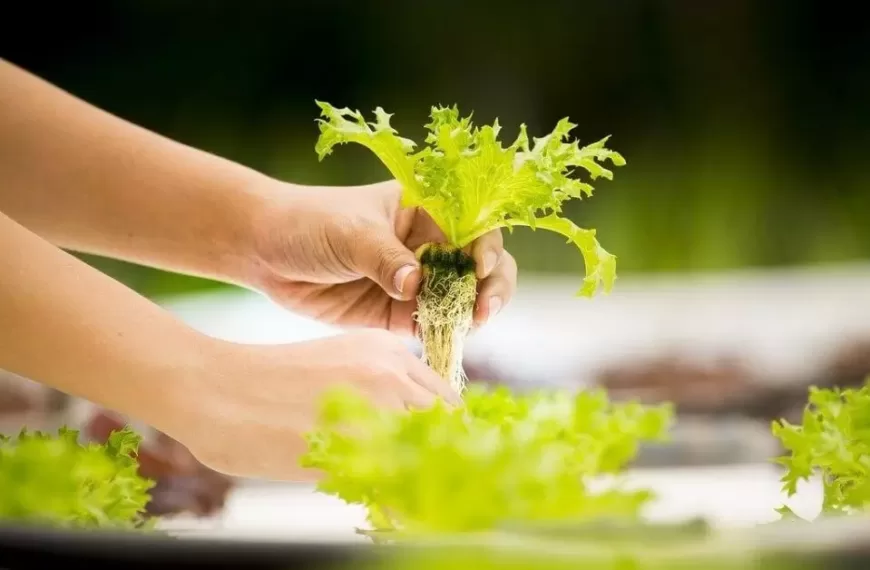 How to grow hydroponic lettuce