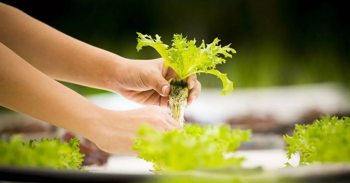 How to grow hydroponic lettuce
