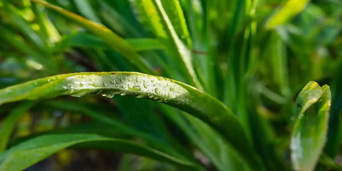 The image show water droplets over a plant demonstrating humidity