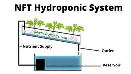 NFT-Hydroponic-System-example