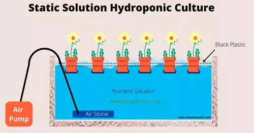 Static-solution-culture-hydroponic-system
