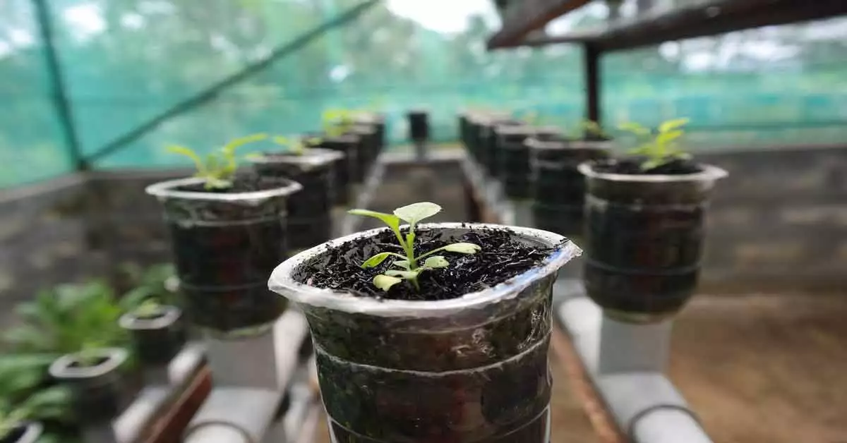 What-is-Hydroponics