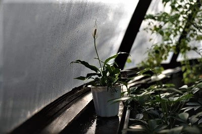 humidity inside grow tent