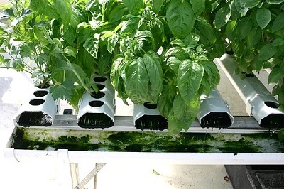 Algae in Hydroponic System