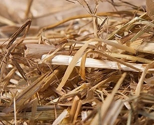 Barley Straw to remove algae in Hydroponics