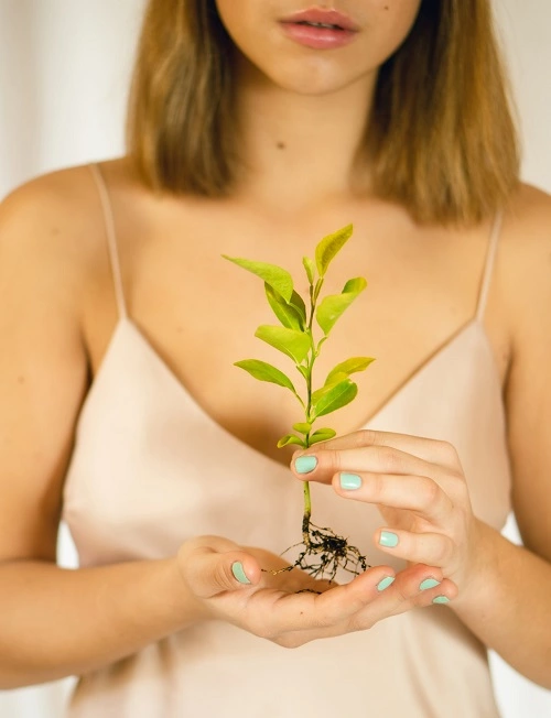 Grow Hydroponic Basil