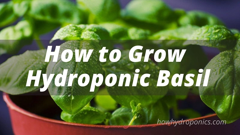 How to grow Hydroponic Basil