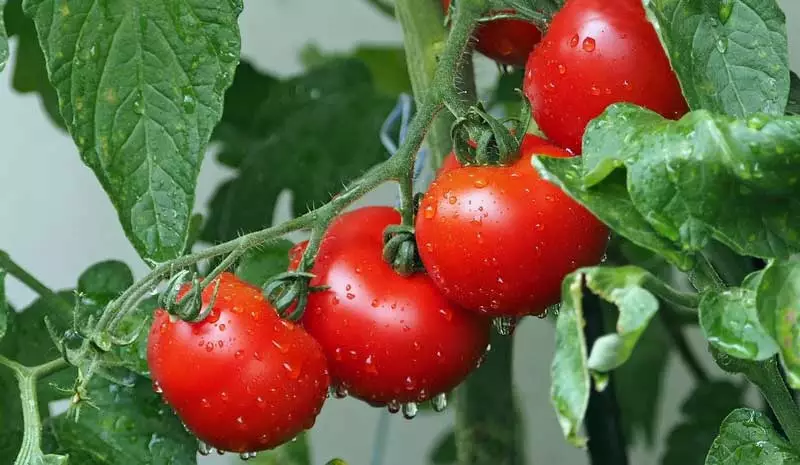 How-to-grow-hydroponic-tomatoes