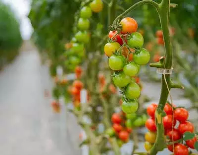 Hydroponic-Tomatoes-wine