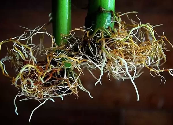 Root-rot-in-hydroponics