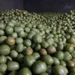 Traditional Harvested Tomatoes