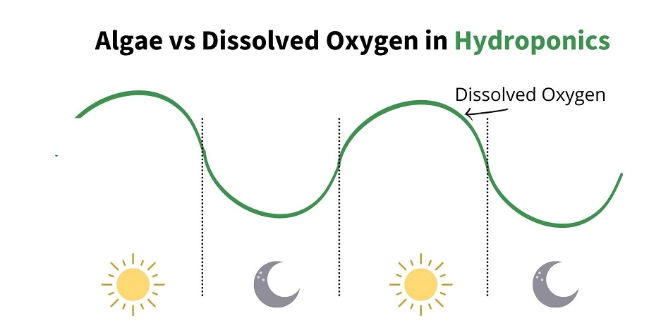 algae in hydroponics