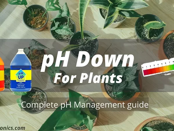 pH down guide for plants