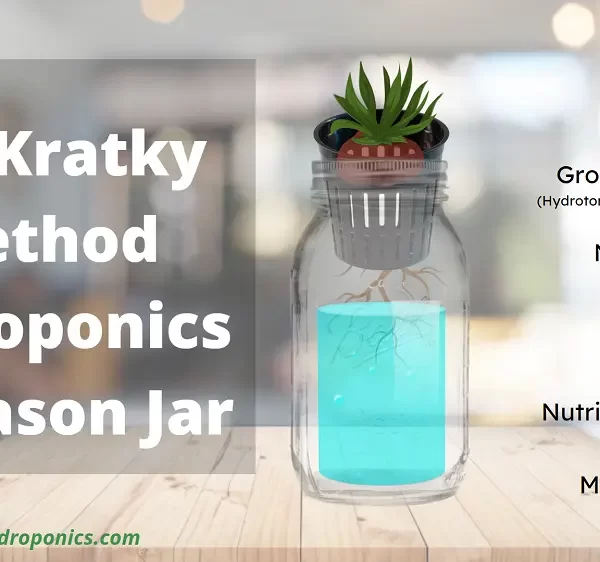 DIY Hydroponics in Mason Jar with Kratky Method