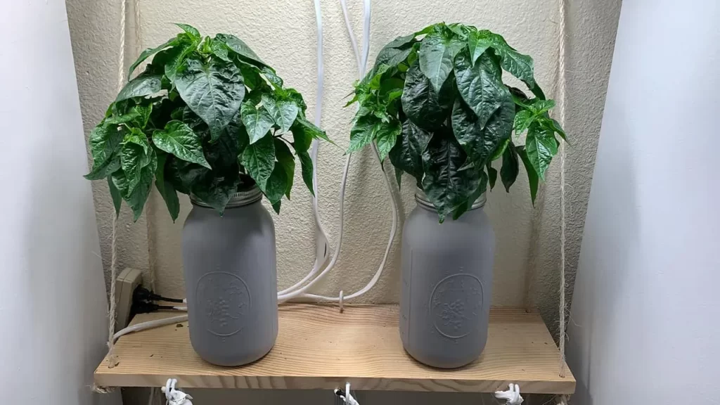 mason jar hydroponic plant in led grow light