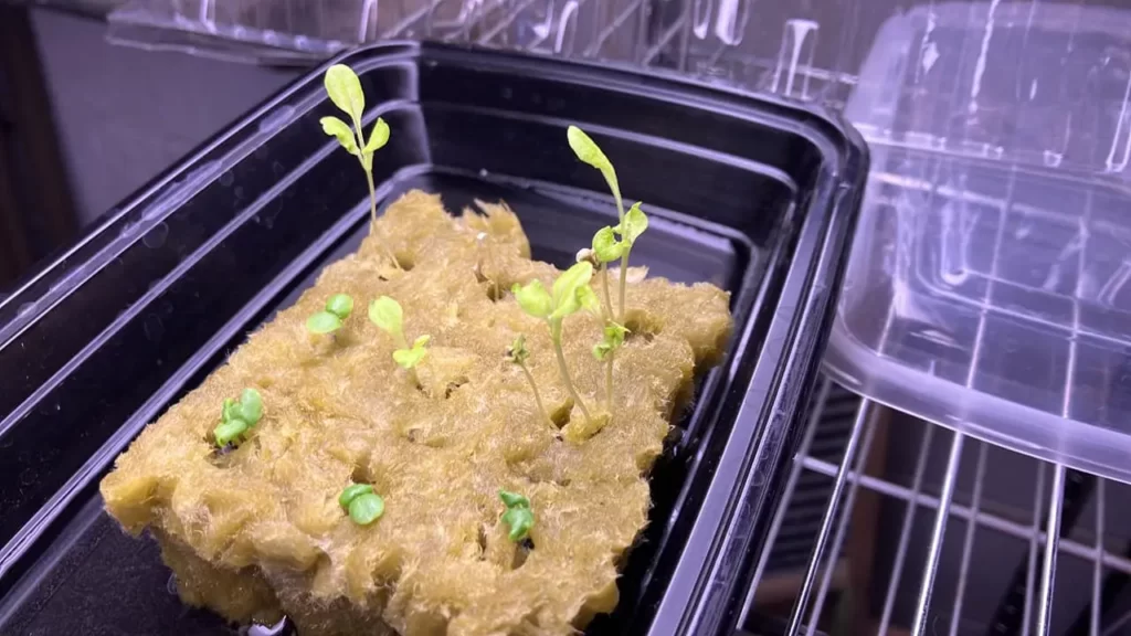 rockwool_germinating_seeds