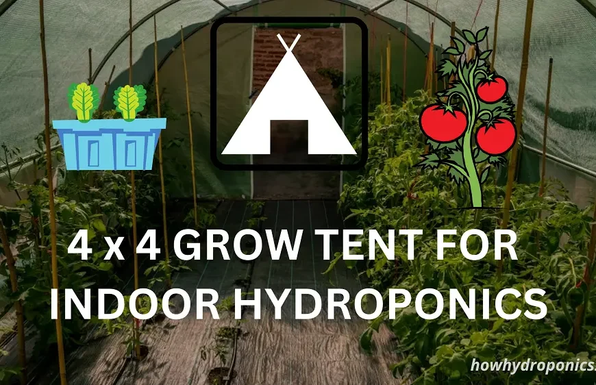 Best 4x4 grow tent for hydroponics