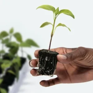 roots growing in the rapid rooter plug